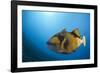 Titan Triggerfish (Balistoides Viridescens)-Reinhard Dirscherl-Framed Photographic Print