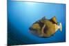 Titan Triggerfish (Balistoides Viridescens)-Reinhard Dirscherl-Mounted Photographic Print