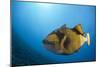Titan Triggerfish (Balistoides Viridescens)-Reinhard Dirscherl-Mounted Photographic Print