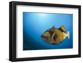 Titan Triggerfish (Balistoides Viridescens)-Reinhard Dirscherl-Framed Photographic Print