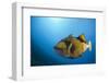 Titan Triggerfish (Balistoides Viridescens)-Reinhard Dirscherl-Framed Photographic Print