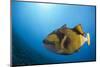 Titan Triggerfish (Balistoides Viridescens)-Reinhard Dirscherl-Mounted Photographic Print