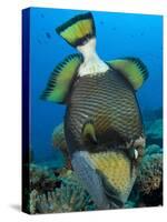 Titan Triggerfish Picking at Coral, Solomon Islands-Stocktrek Images-Stretched Canvas