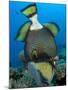 Titan Triggerfish Picking at Coral, Solomon Islands-Stocktrek Images-Mounted Premium Photographic Print