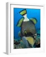 Titan Triggerfish Picking at Coral, Solomon Islands-Stocktrek Images-Framed Photographic Print