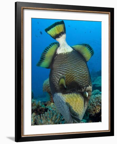 Titan Triggerfish Picking at Coral, Solomon Islands-Stocktrek Images-Framed Photographic Print