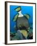 Titan Triggerfish Picking at Coral, Solomon Islands-Stocktrek Images-Framed Photographic Print