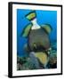 Titan Triggerfish Picking at Coral, Solomon Islands-Stocktrek Images-Framed Photographic Print