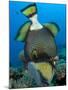 Titan Triggerfish Picking at Coral, Solomon Islands-Stocktrek Images-Mounted Photographic Print