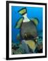 Titan Triggerfish Picking at Coral, Solomon Islands-Stocktrek Images-Framed Photographic Print