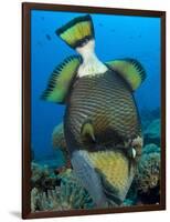 Titan Triggerfish Picking at Coral, Solomon Islands-Stocktrek Images-Framed Photographic Print