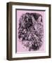 Titania and Bottom in A Midsummer Night's Dream-John Gilbert-Framed Giclee Print