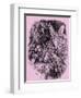 Titania and Bottom in A Midsummer Night's Dream-John Gilbert-Framed Giclee Print