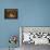 Titania Sleeping-Richard Dadd-Framed Stretched Canvas displayed on a wall