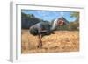 Titanis Walleri, a Flightless Carnivorous Bird from the Pleistocene Epoch-null-Framed Art Print