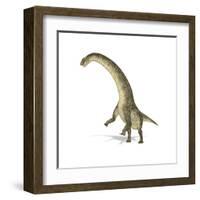 Titanosaurus Dinosaur on White Background-null-Framed Art Print