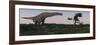 Titanosaurus Standing Grazing in Swamp Grassland-Stocktrek Images-Framed Art Print