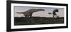 Titanosaurus Standing Grazing in Swamp Grassland-Stocktrek Images-Framed Art Print