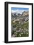 Titcomb Basin wildflowers composed of purple Asters, Bridger Wilderness, Wind River Range, Wyoming.-Alan Majchrowicz-Framed Photographic Print