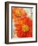 Tithonia Bloom 1-Ken Roko-Framed Art Print