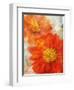 Tithonia Bloom 1-Ken Roko-Framed Art Print