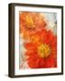 Tithonia Bloom 1-Ken Roko-Framed Art Print