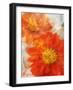 Tithonia Bloom 1-Ken Roko-Framed Art Print