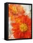 Tithonia Bloom 1-Ken Roko-Framed Stretched Canvas