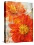 Tithonia Bloom 1-Ken Roko-Stretched Canvas