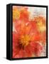 Tithonia Bloom 2-Ken Roko-Framed Stretched Canvas