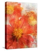 Tithonia Bloom 2-Ken Roko-Stretched Canvas
