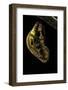 Tithorea Harmonia (Harmonia Tiger, Orange Tiger) - Pupa-Paul Starosta-Framed Photographic Print