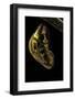 Tithorea Harmonia (Harmonia Tiger, Orange Tiger) - Pupa-Paul Starosta-Framed Photographic Print