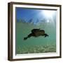 Titicaca Water Frog (Telmatobius Culeus) Swimming Underwater, Lake Titicaca, Bolivia-Bert Willaert-Framed Photographic Print