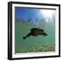 Titicaca Water Frog (Telmatobius Culeus) Swimming Underwater, Lake Titicaca, Bolivia-Bert Willaert-Framed Photographic Print