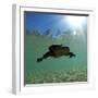 Titicaca Water Frog (Telmatobius Culeus) Swimming Underwater, Lake Titicaca, Bolivia-Bert Willaert-Framed Photographic Print