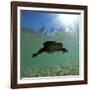 Titicaca Water Frog (Telmatobius Culeus) Swimming Underwater, Lake Titicaca, Bolivia-Bert Willaert-Framed Photographic Print