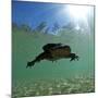 Titicaca Water Frog (Telmatobius Culeus) Swimming Underwater, Lake Titicaca, Bolivia-Bert Willaert-Mounted Photographic Print