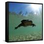 Titicaca Water Frog (Telmatobius Culeus) Swimming Underwater, Lake Titicaca, Bolivia-Bert Willaert-Framed Stretched Canvas