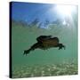 Titicaca Water Frog (Telmatobius Culeus) Swimming Underwater, Lake Titicaca, Bolivia-Bert Willaert-Stretched Canvas