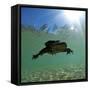 Titicaca Water Frog (Telmatobius Culeus) Swimming Underwater, Lake Titicaca, Bolivia-Bert Willaert-Framed Stretched Canvas