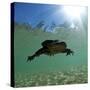 Titicaca Water Frog (Telmatobius Culeus) Swimming Underwater, Lake Titicaca, Bolivia-Bert Willaert-Stretched Canvas