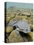 Titicaca Water Frog (Telmatobius Culeus) Underwater Resting on the Lake Bed, Lake Titicaca, Bolivia-Bert Willaert-Stretched Canvas