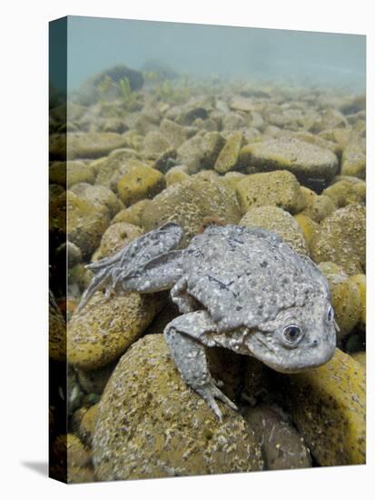 Titicaca Water Frog (Telmatobius Culeus) Underwater Resting on the Lake Bed, Lake Titicaca, Bolivia-Bert Willaert-Stretched Canvas