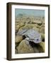 Titicaca Water Frog (Telmatobius Culeus) Underwater Resting on the Lake Bed, Lake Titicaca, Bolivia-Bert Willaert-Framed Photographic Print