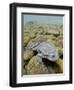 Titicaca Water Frog (Telmatobius Culeus) Underwater Resting on the Lake Bed, Lake Titicaca, Bolivia-Bert Willaert-Framed Photographic Print