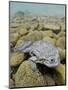 Titicaca Water Frog (Telmatobius Culeus) Underwater Resting on the Lake Bed, Lake Titicaca, Bolivia-Bert Willaert-Mounted Photographic Print