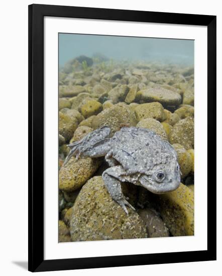 Titicaca Water Frog (Telmatobius Culeus) Underwater Resting on the Lake Bed, Lake Titicaca, Bolivia-Bert Willaert-Framed Photographic Print