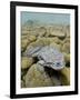 Titicaca Water Frog (Telmatobius Culeus) Underwater Resting on the Lake Bed, Lake Titicaca, Bolivia-Bert Willaert-Framed Photographic Print