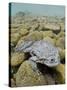 Titicaca Water Frog (Telmatobius Culeus) Underwater Resting on the Lake Bed, Lake Titicaca, Bolivia-Bert Willaert-Stretched Canvas